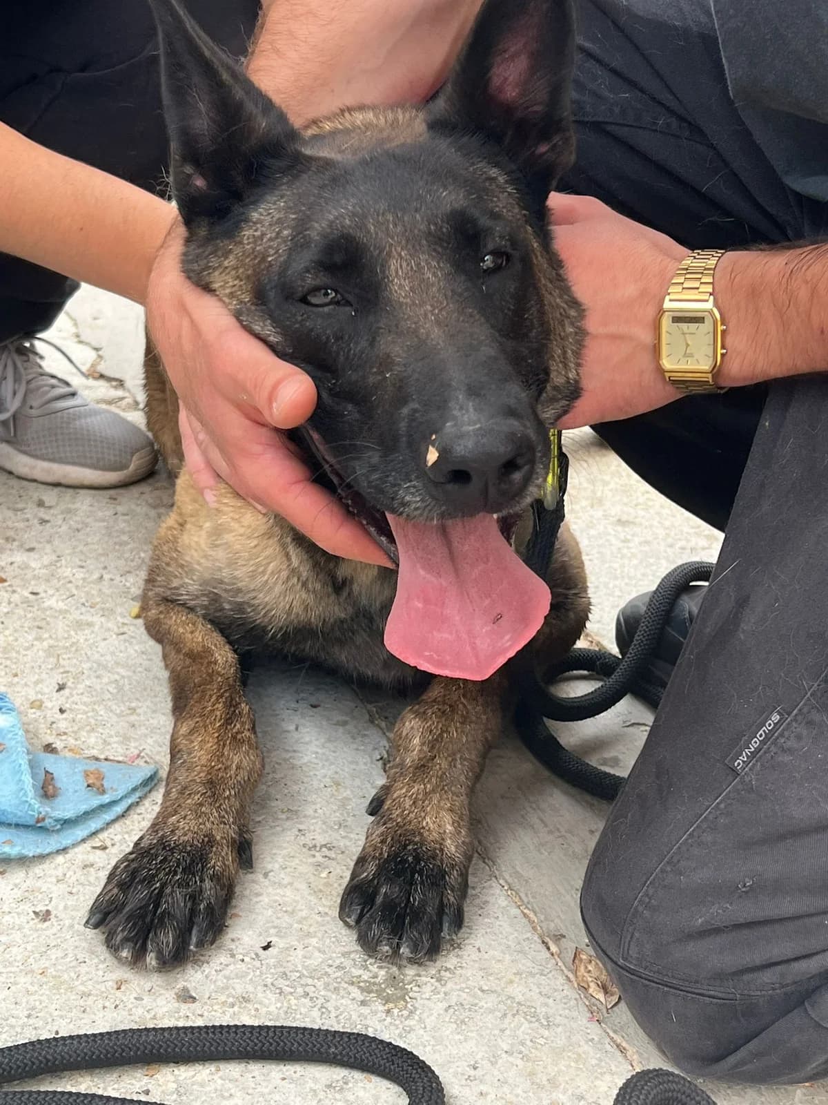 Taïka, female Belgian Malinois for adoption at SPA de l