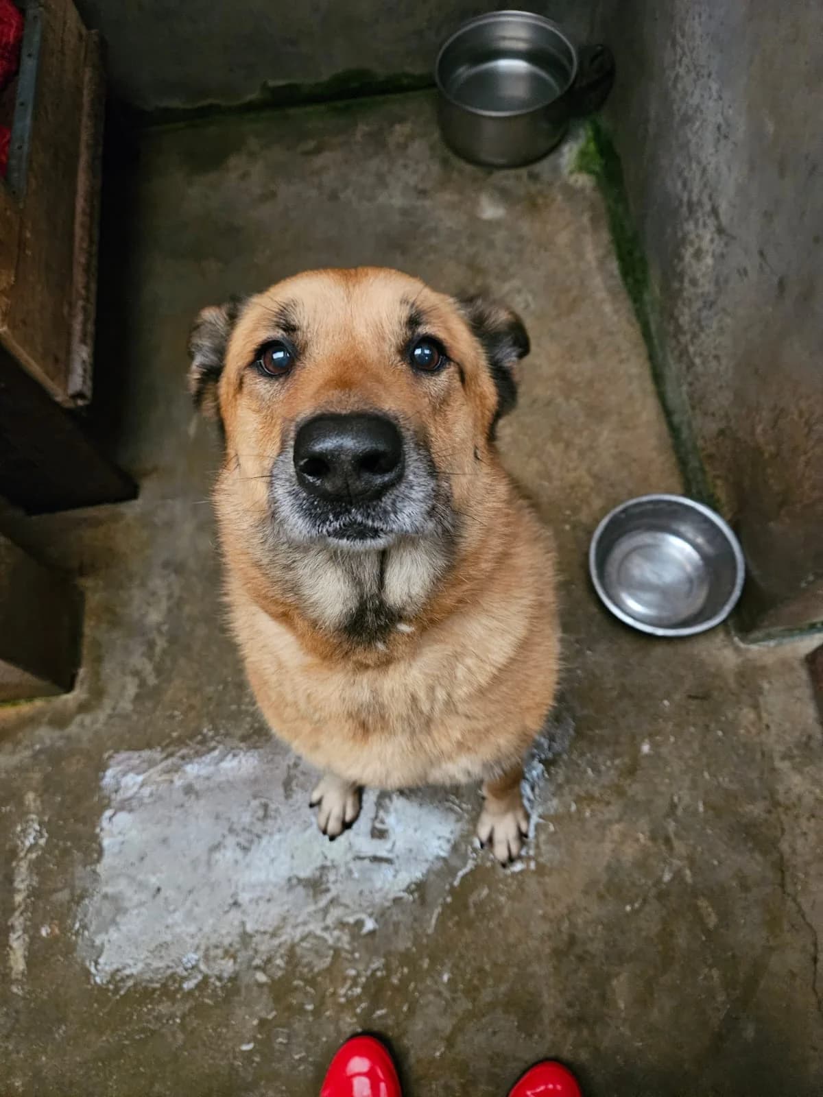 Nirvana, female senior Belgian Malinois for adoption at SPA de l