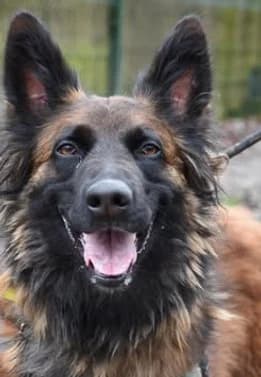 Fifi, female 5yo Belgian Malinois for adoption at SPDA