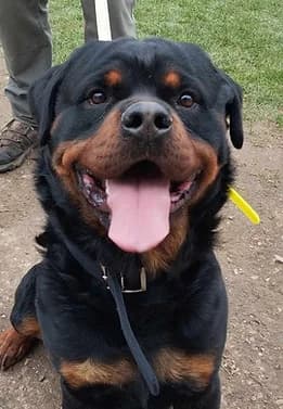 Kharger, male Rottweiler for adoption at SPDA