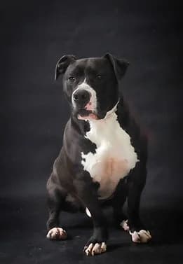 Sonic, male 5yo Mixed Breed for adoption at SPDA
