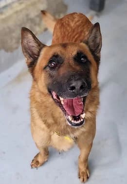 Stark, male 6yo Labrador Retriever for adoption at SPDA