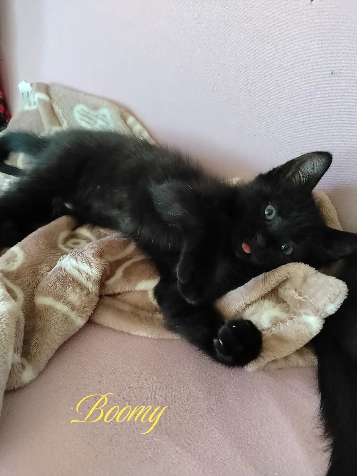 Boomy, senior Mixed Breed for adoption at Association Stéphane Lamart