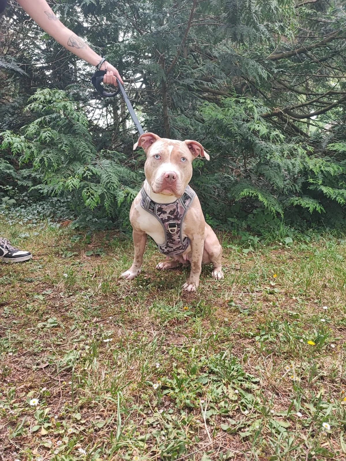 Himeko, female 3yo Mixed Breed for adoption at Association Stéphane Lamart