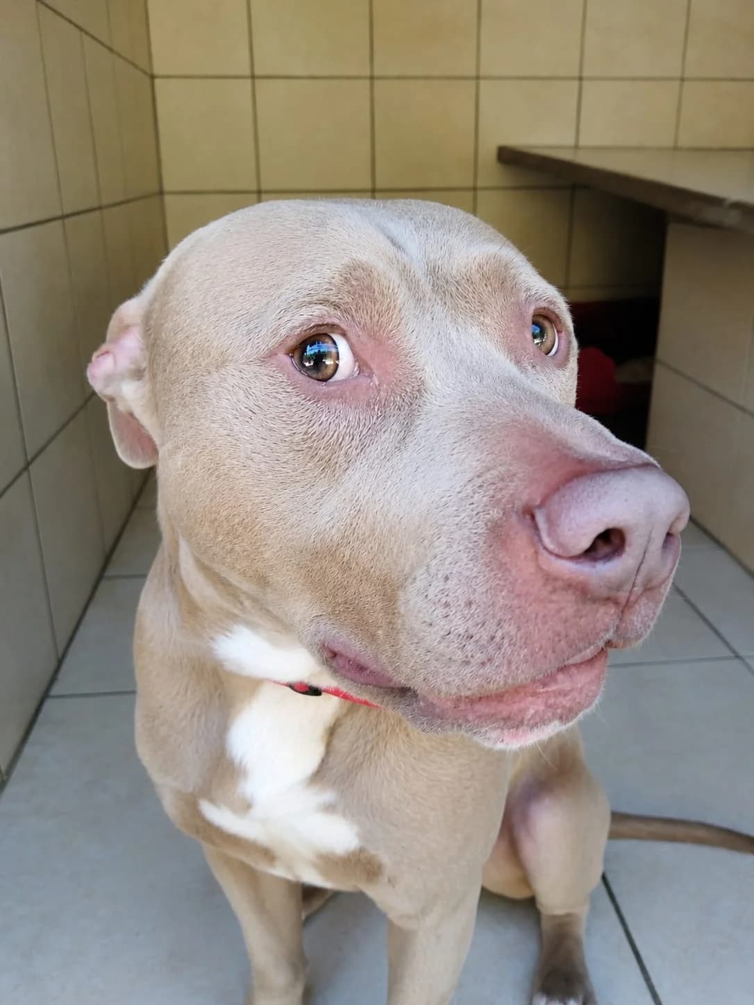 O'Neil, male 3yo Mixed Breed for adoption at Association Stéphane Lamart