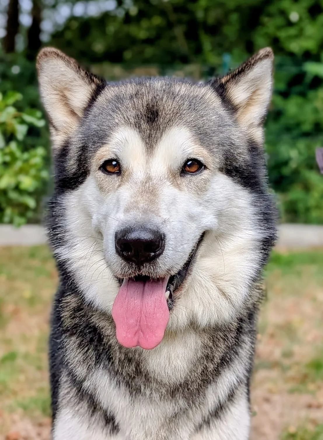 Ragnar, male 5yo Mixed Breed for adoption at Association Stéphane Lamart