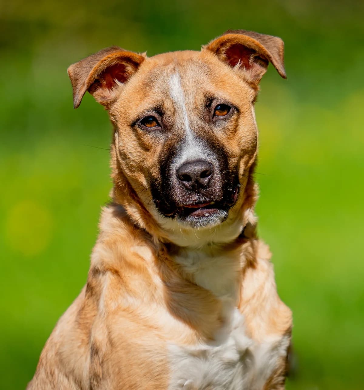 Ralf, male young Mixed Breed for adoption at Association Stéphane Lamart
