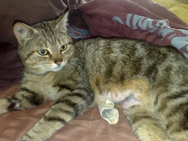 Fleur, female Mixed Breed for adoption at Les Chats de Steril Matou