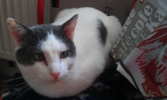 Zeus, male Mixed Breed for adoption at Les Chats de Steril Matou
