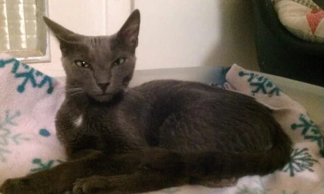 Ilona, female Mixed Breed for adoption at Les Chats de Steril Matou