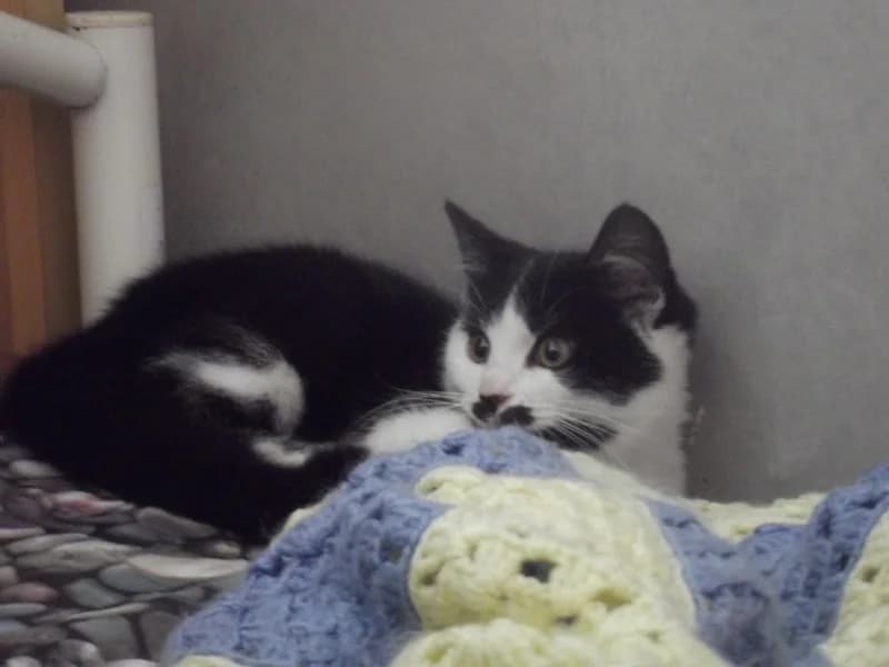 Voltaire, male puppy Mixed Breed for adoption at Les Chats de Steril Matou
