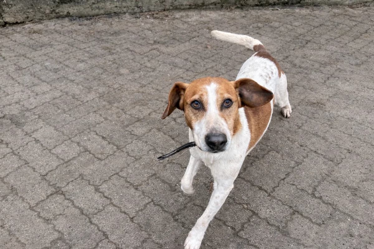 Nougat, Beagle for adoption at SPA (SVPA)