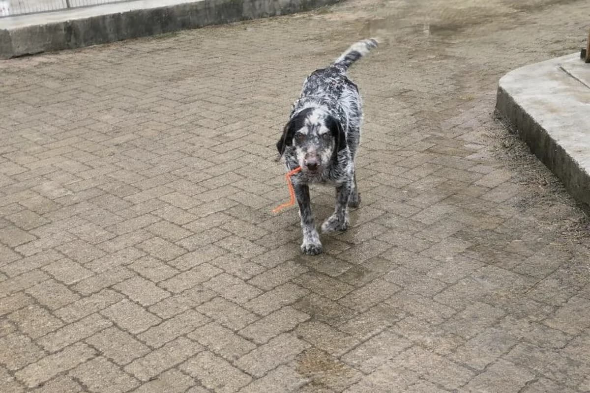 Loka, mixed breed for adoption at SPA (SVPA)