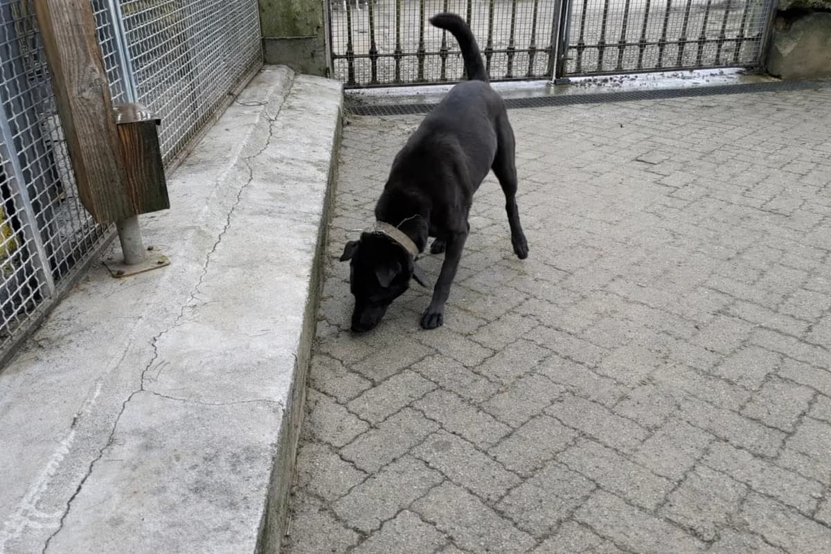 Dark, Mixed Breed for adoption at SPA (SVPA)