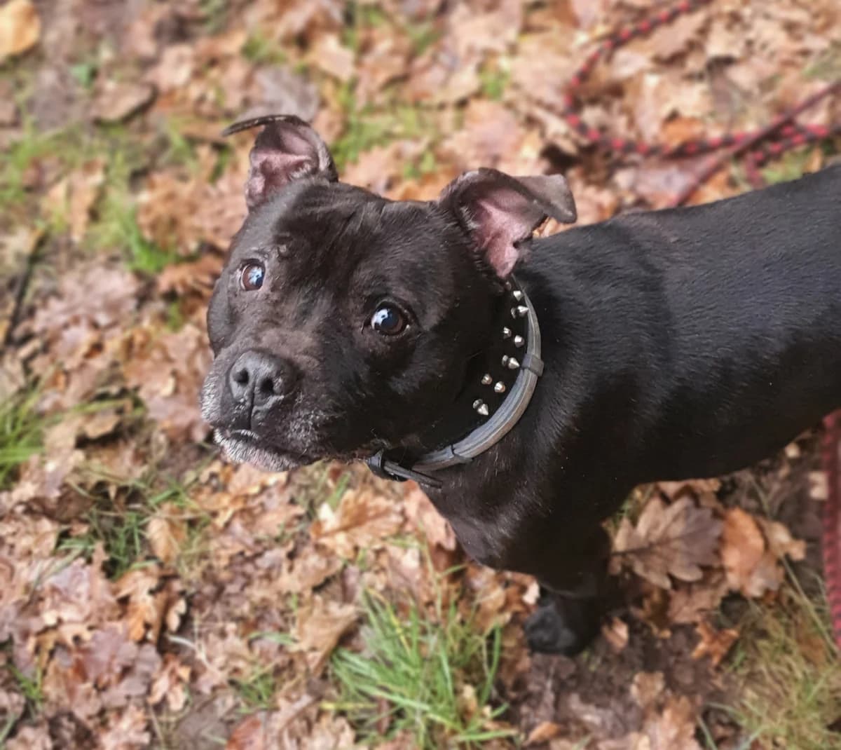 Blacky, Staffordshire Bull Terrier for adoption at SPA (SVPA)