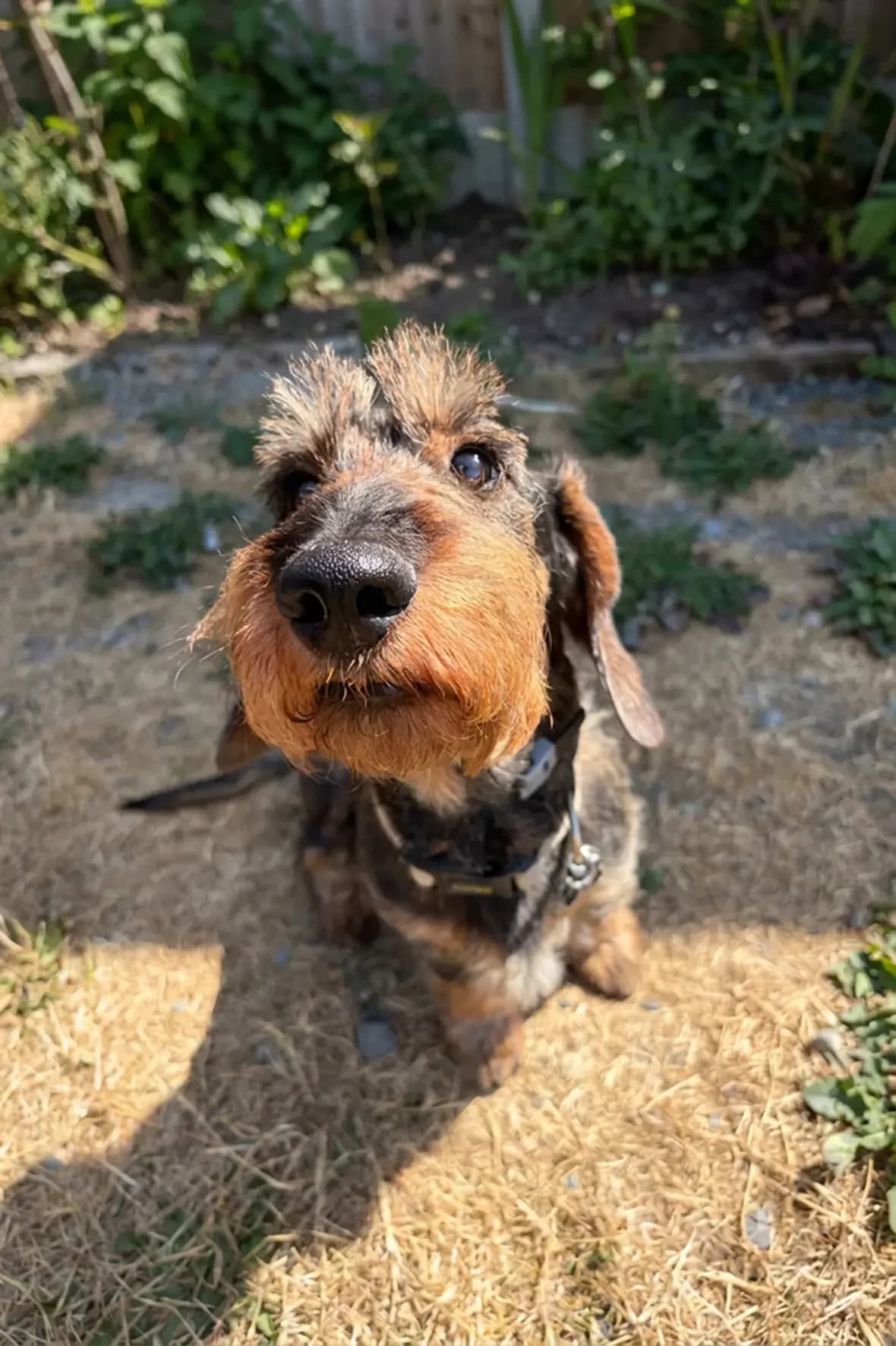 Norman, male senior Dachshund for adoption at Teckels Sans Doux Foyer