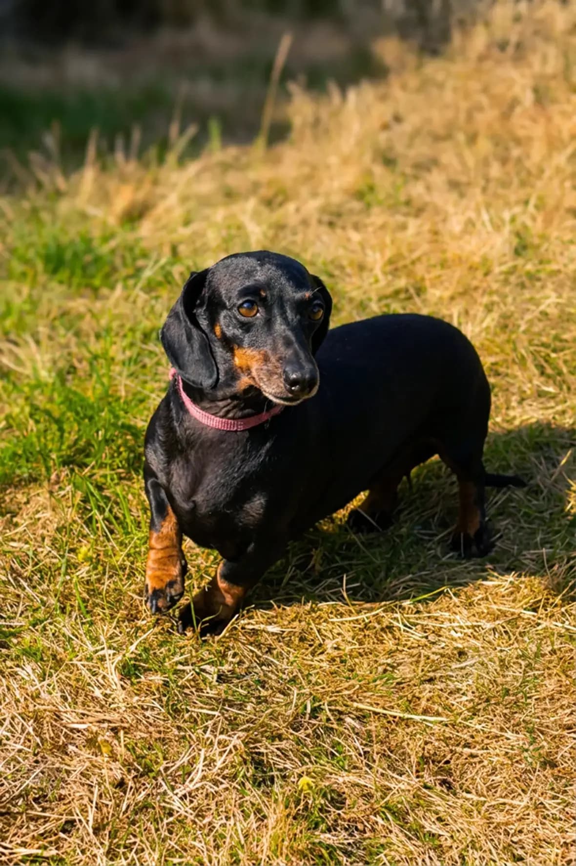 Sirène, female puppy Dachshund for adoption at Teckels Sans Doux Foyer