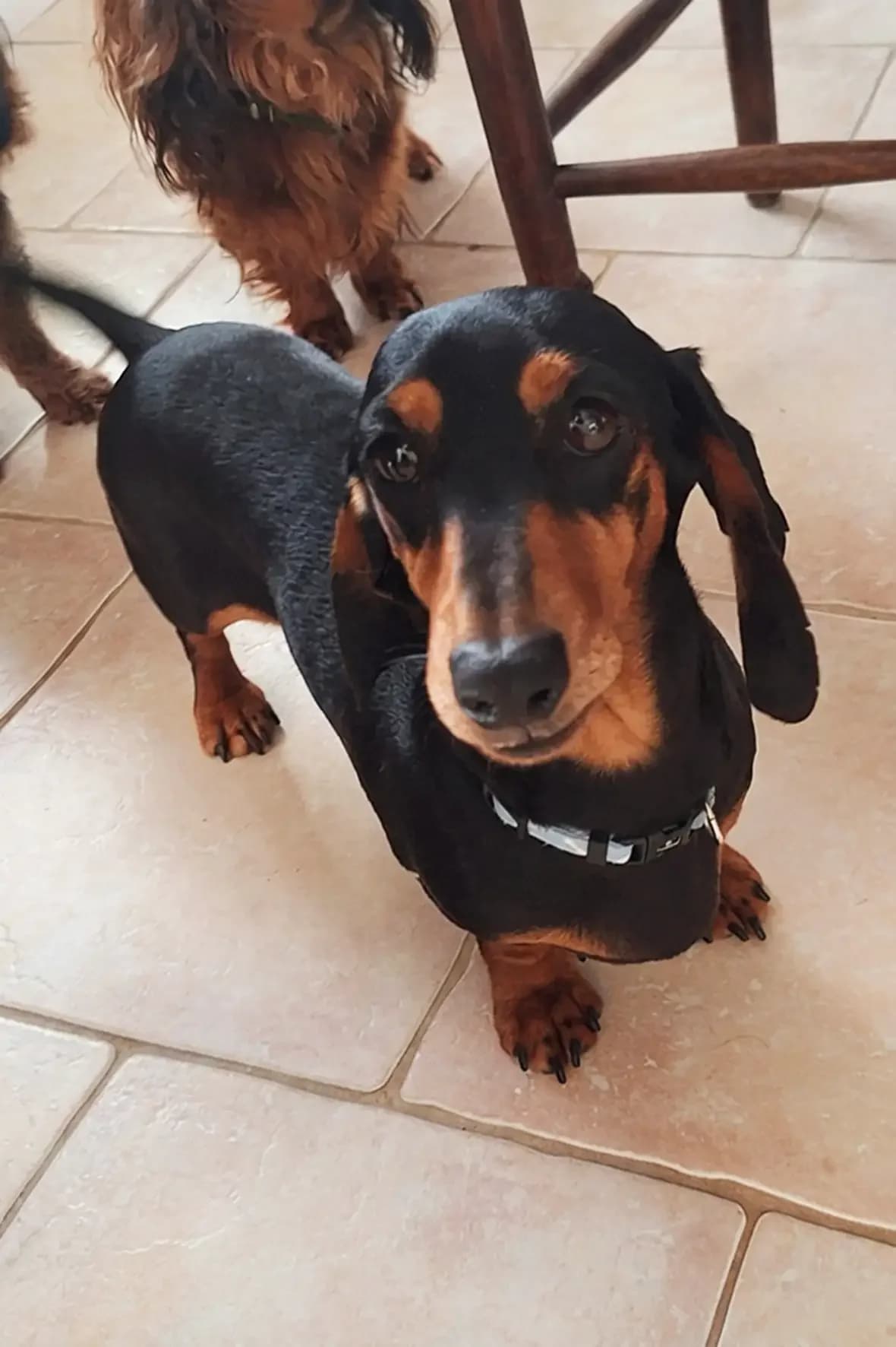 Simone, female 4yo Dachshund for adoption at Teckels Sans Doux Foyer