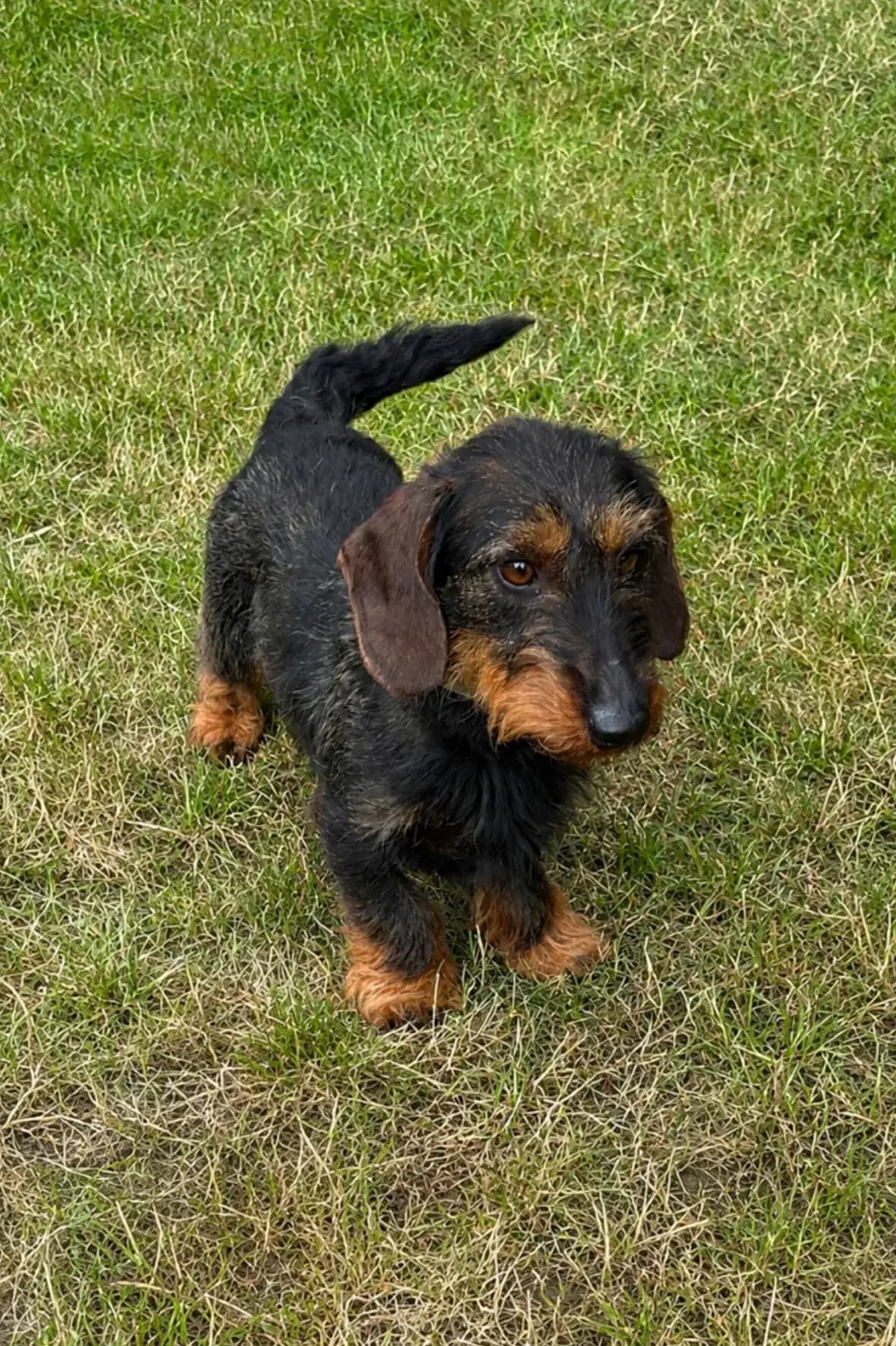 Toupie, female Dachshund for adoption at Teckels Sans Doux Foyer
