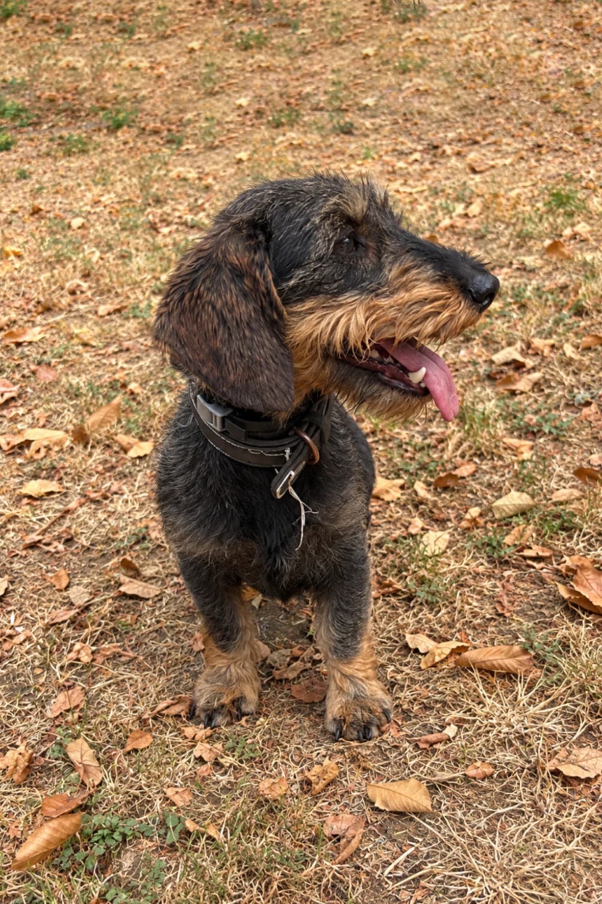 Tulipe, female 4yo Dachshund for adoption at Teckels Sans Doux Foyer