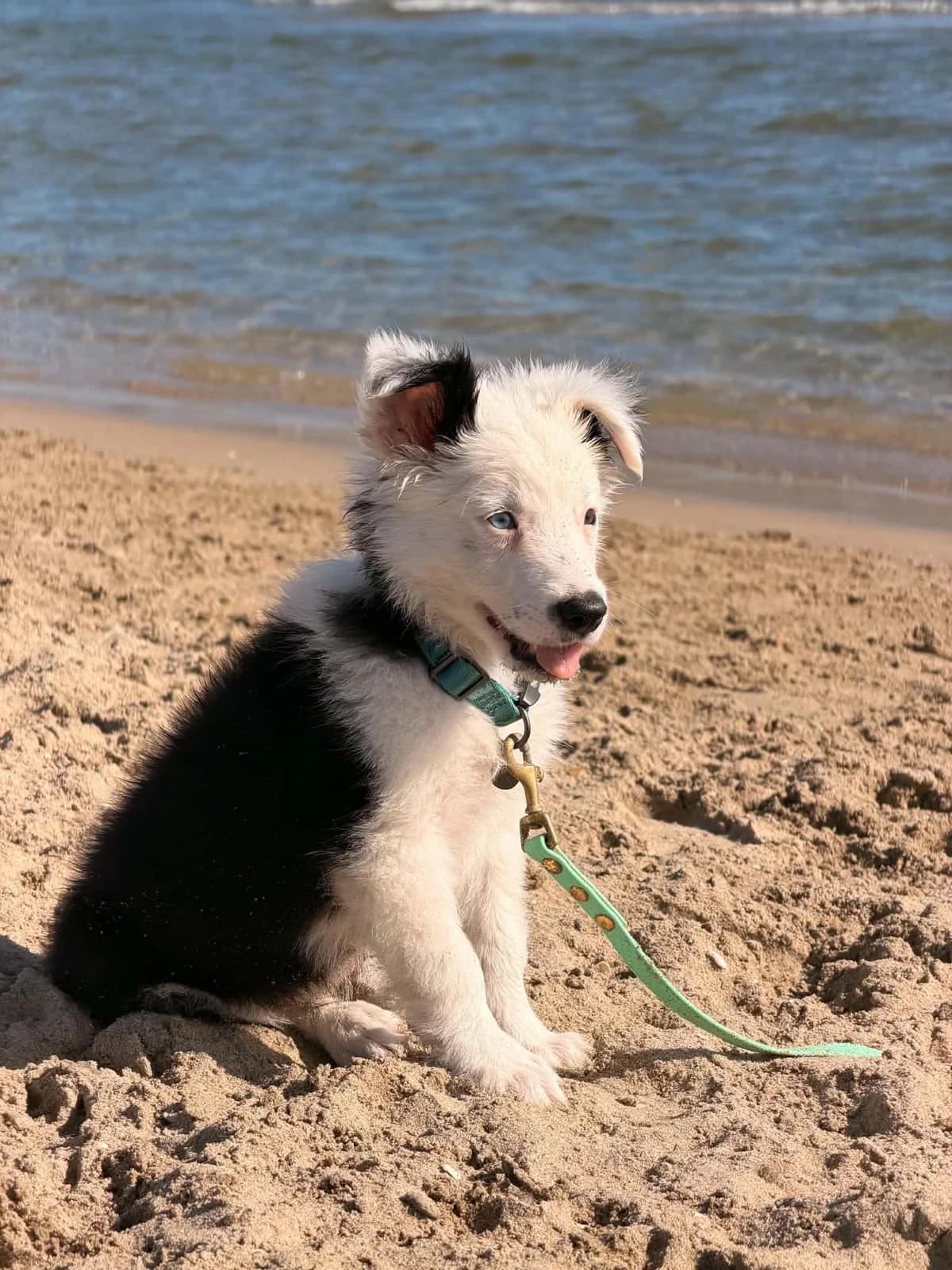 Aalthy, Noir et blanc male puppy Border Collie for adoption at Association Thalya Protection