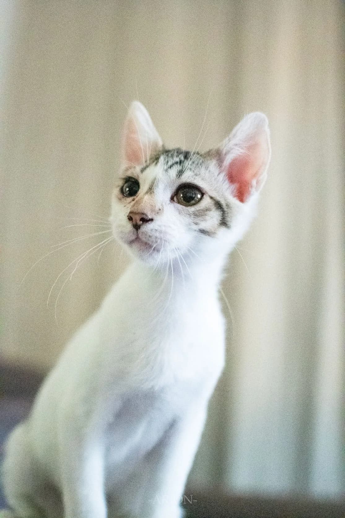 Agathe, Blanche, tigrée tricolore female puppy European Shorthair for adoption at Association Thalya Protection