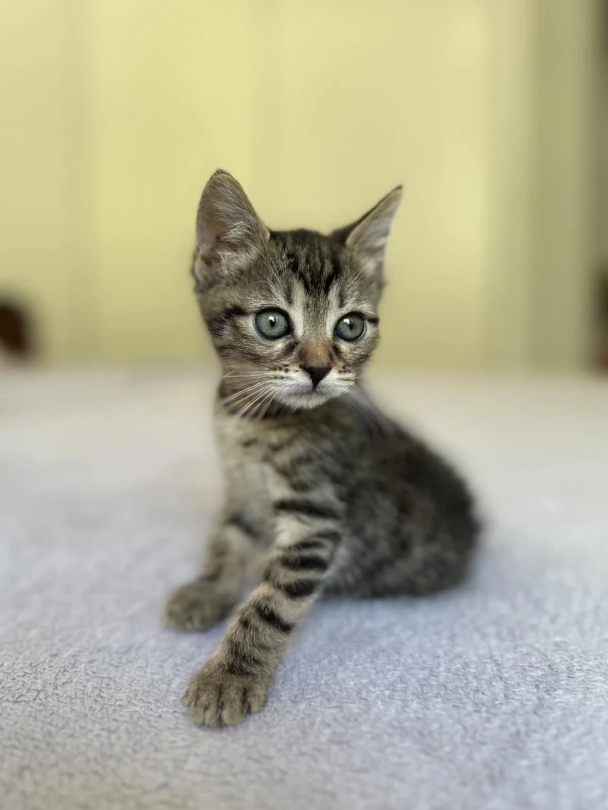 Akiko, tigré female puppy European Shorthair for adoption at Association Thalya Protection