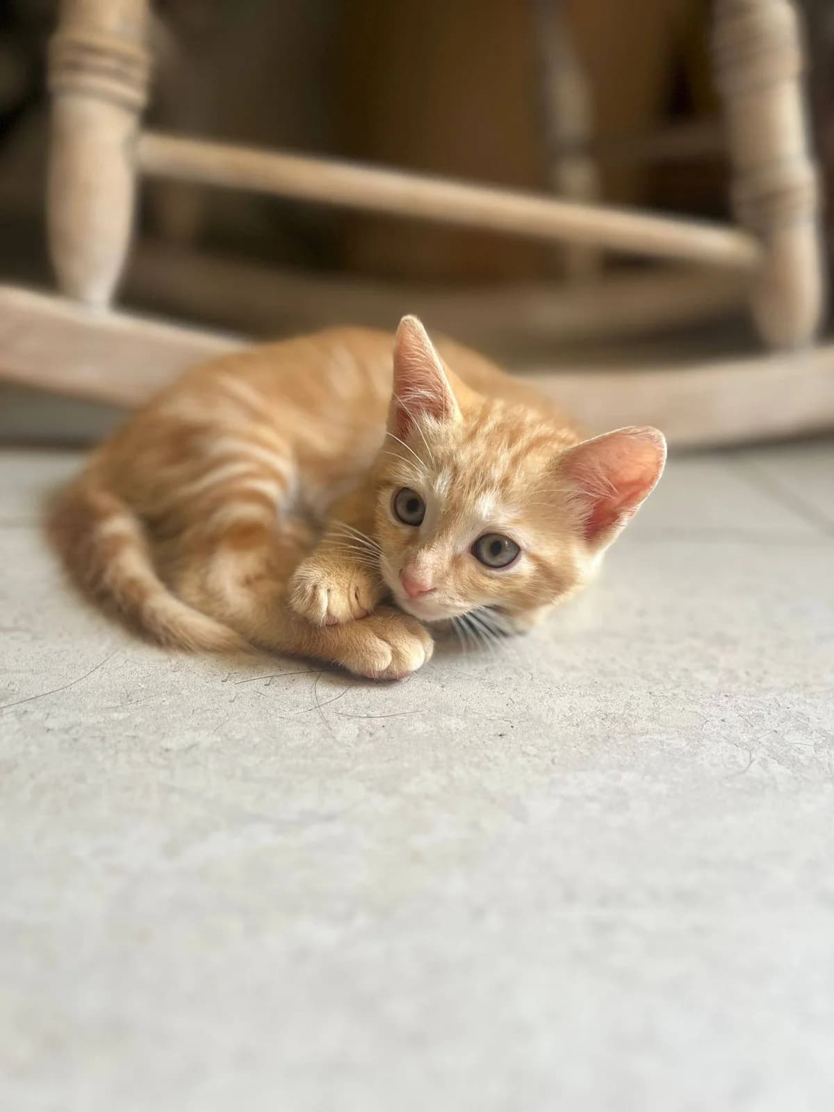 Alvin et simon, roux male puppy European Shorthair for adoption at Association Thalya Protection