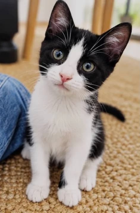 Apollon, Noir et blanc male puppy European Shorthair for adoption at Association Thalya Protection