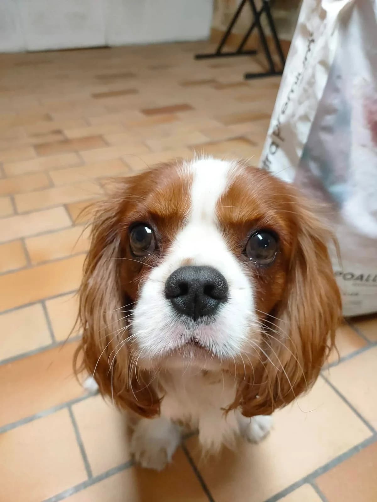 Appy, marron et blanc male puppy Cavalier King Charles Spaniel for adoption at Association Thalya Protection