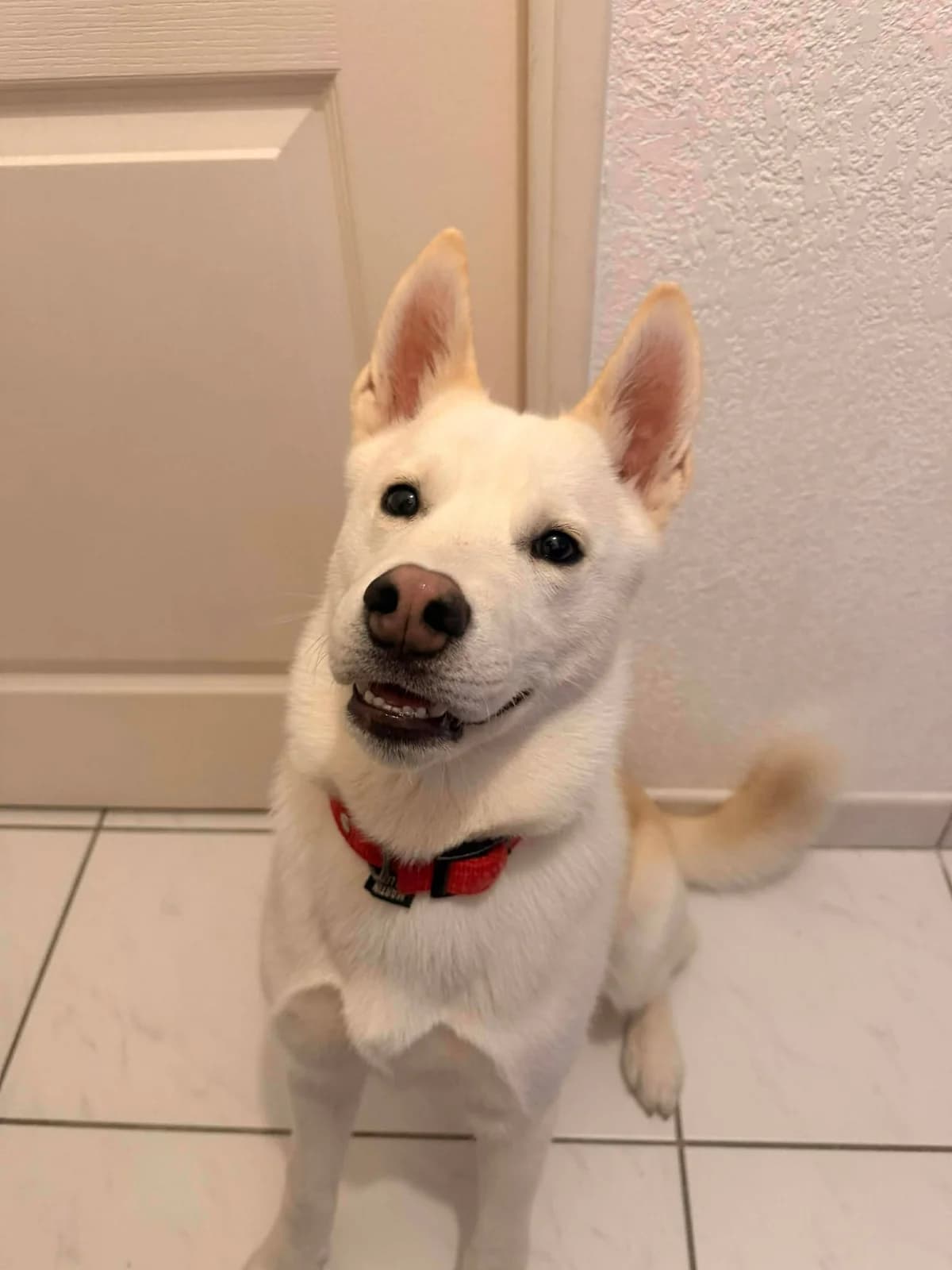 Asher, blanc male puppy Husky for adoption at Association Thalya Protection