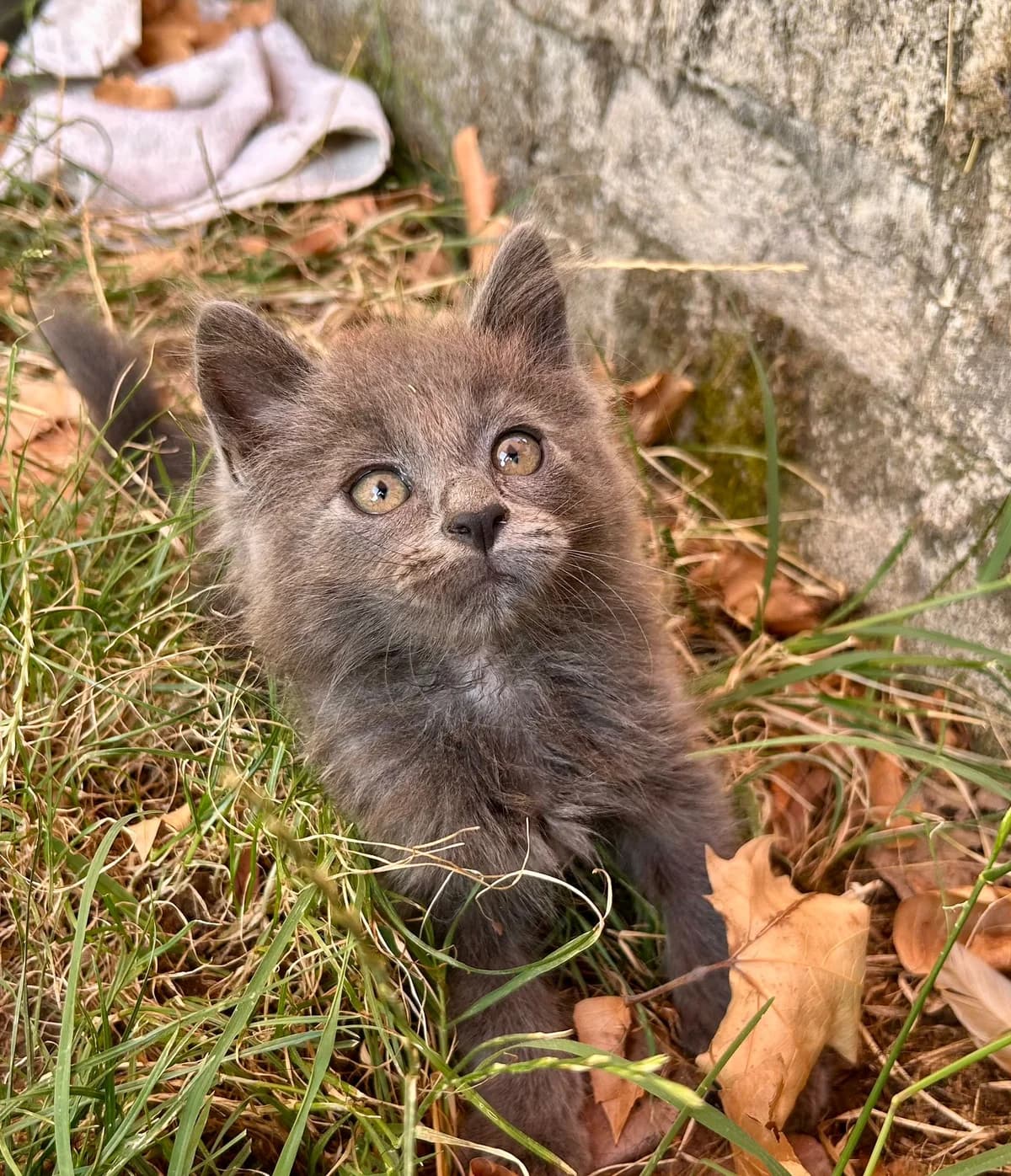 Atchou, gris à poils mi long male puppy European Shorthair for adoption at Association Thalya Protection