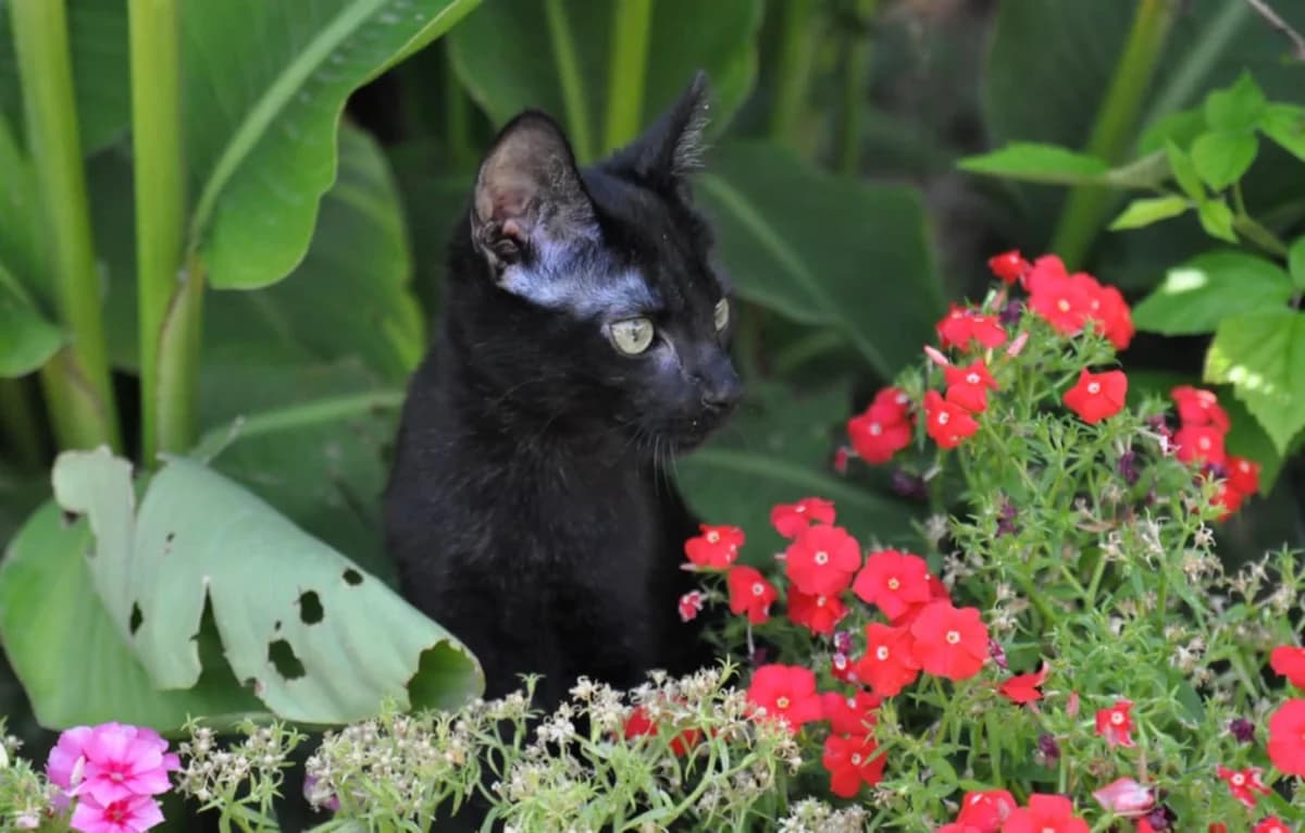 Bishi, noire female puppy European Shorthair for adoption at Association Thalya Protection