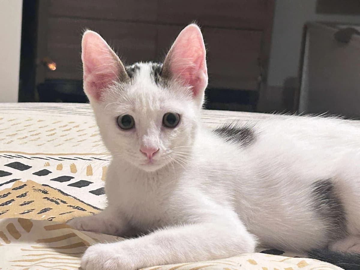 Bobby, blanc et gris male puppy European Shorthair for adoption at Association Thalya Protection
