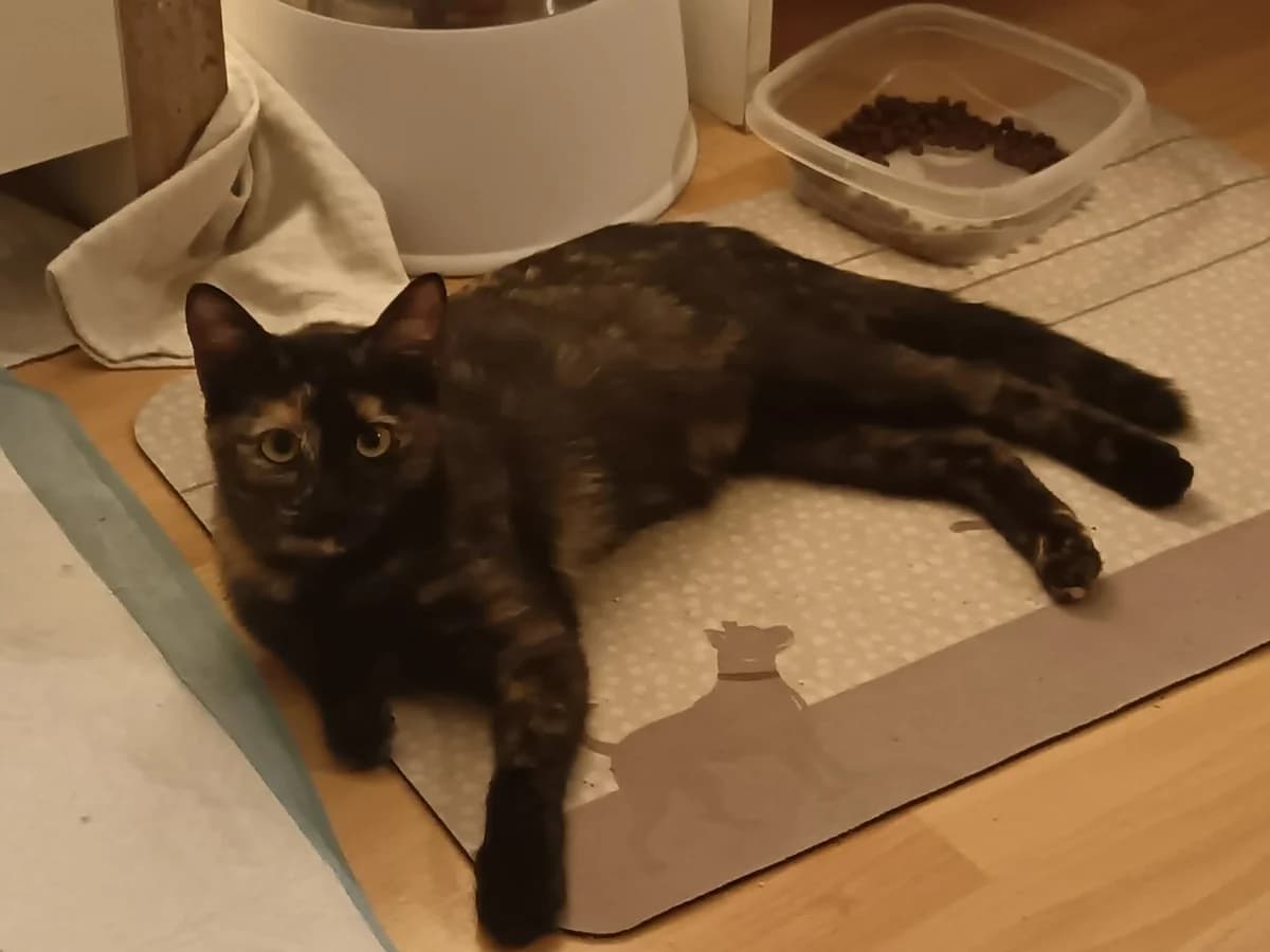 Brook, Ecaille de tortue female puppy European Shorthair for adoption at Association Thalya Protection