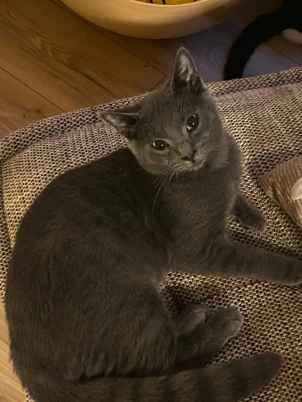 Cailloux, Noir male puppy European Shorthair for adoption at Association Thalya Protection