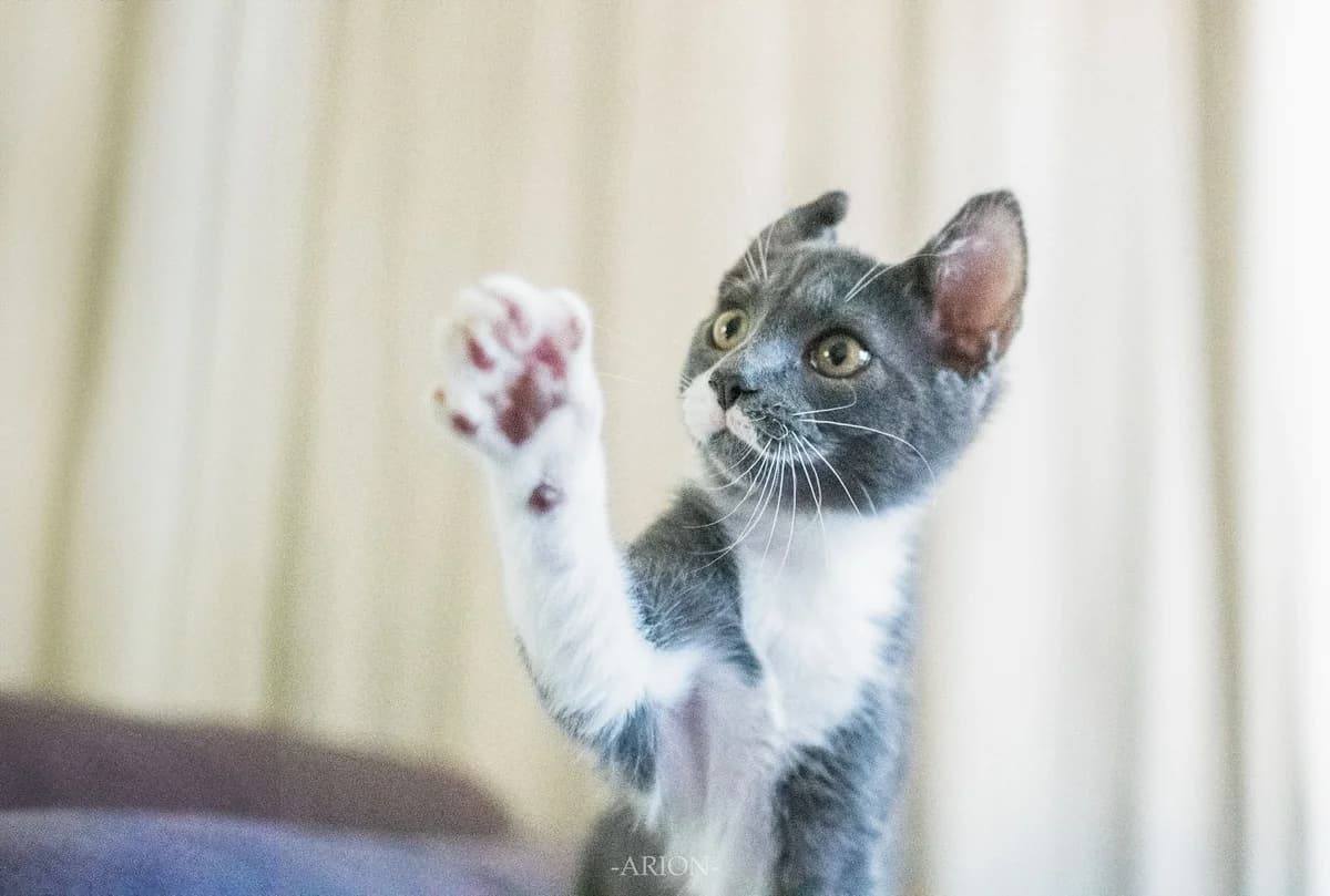Dixit, gris et blanc male puppy European Shorthair for adoption at Association Thalya Protection