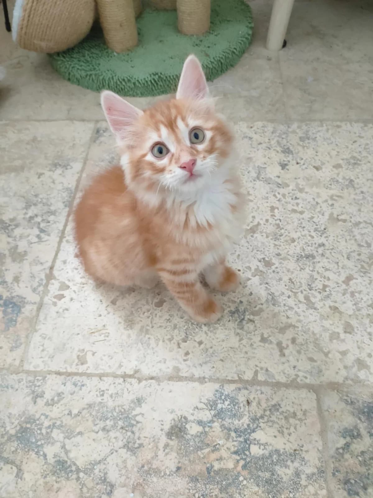 Edd, roux poils mi long male puppy European Shorthair for adoption at Association Thalya Protection