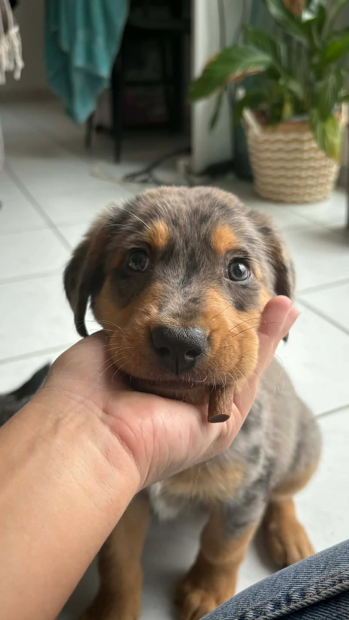 Indi, Arlequin male puppy Mixed Breed for adoption at Association Thalya Protection