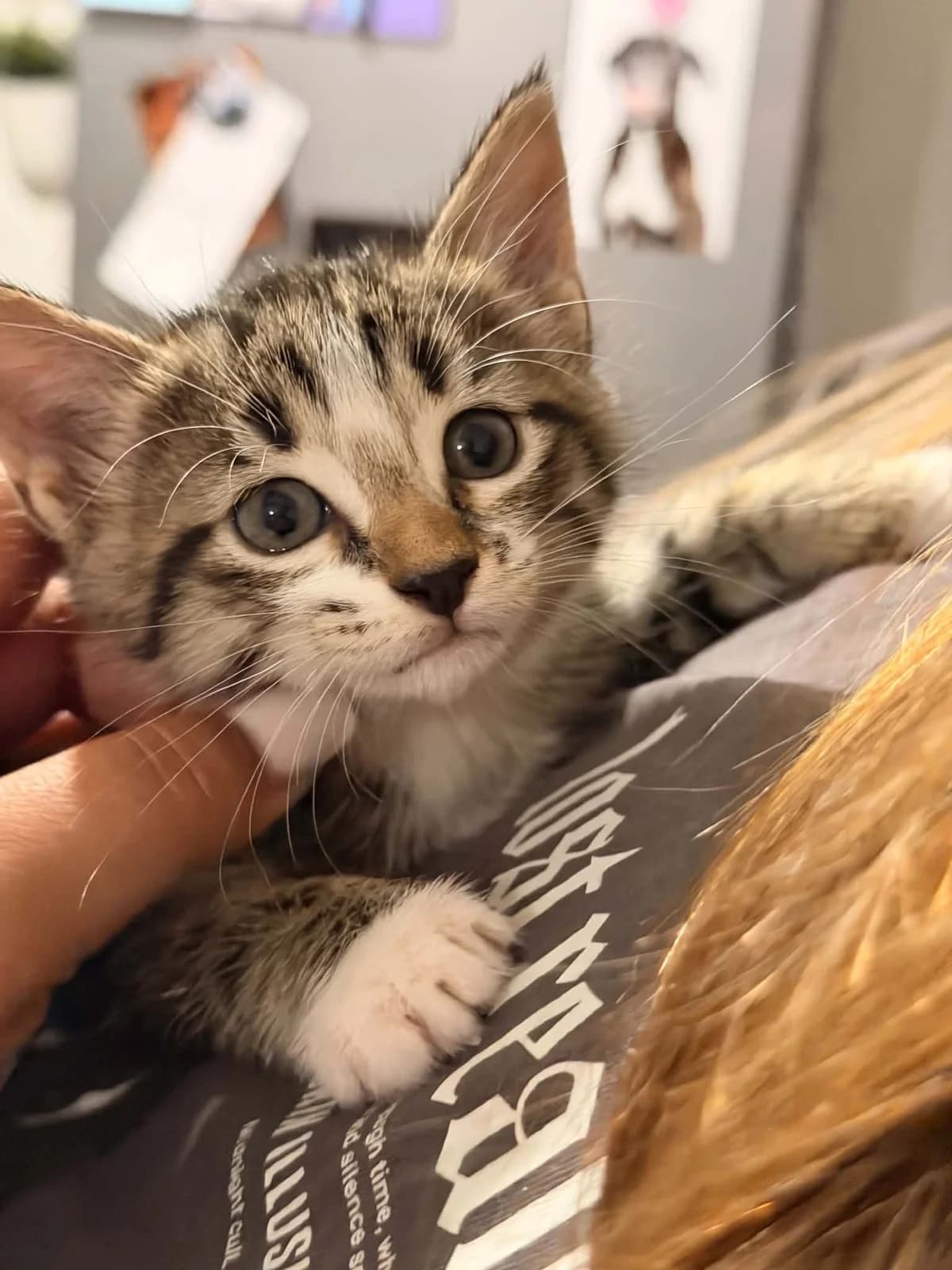 Ivy, Gris tigrée female puppy European Shorthair for adoption at Association Thalya Protection