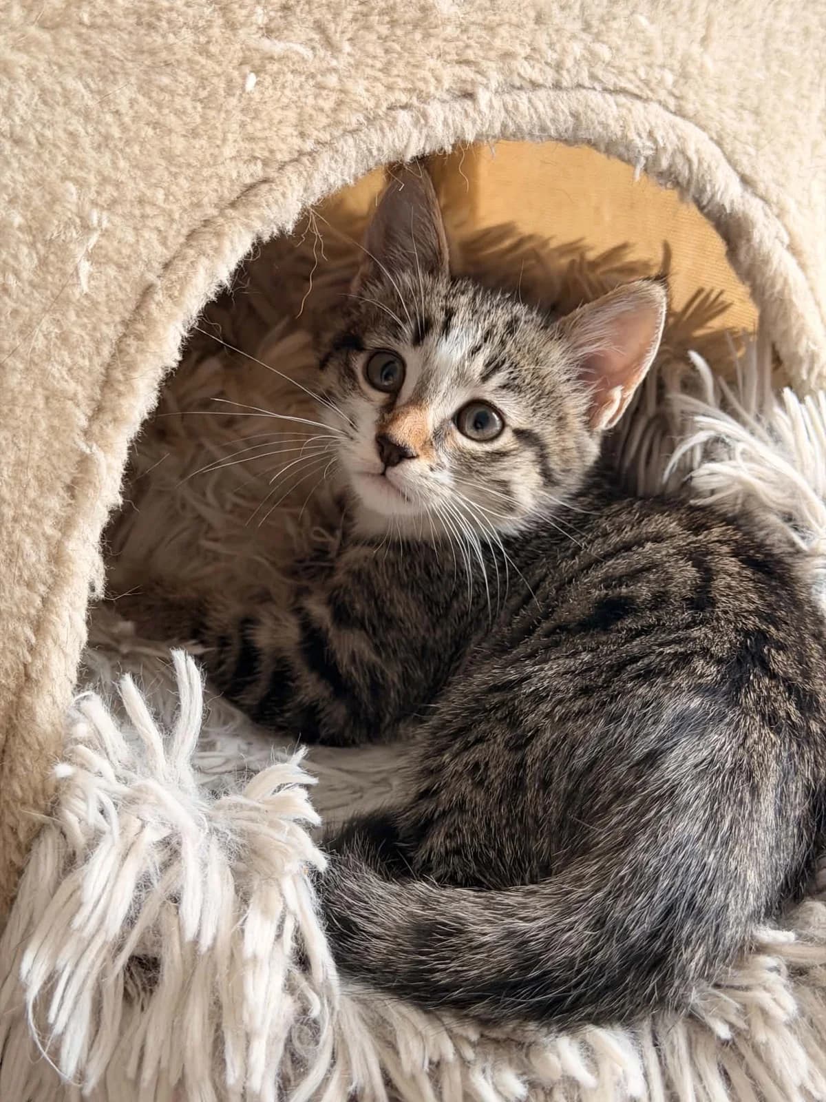 Ivy, Tigrée female puppy European Shorthair for adoption at Association Thalya Protection