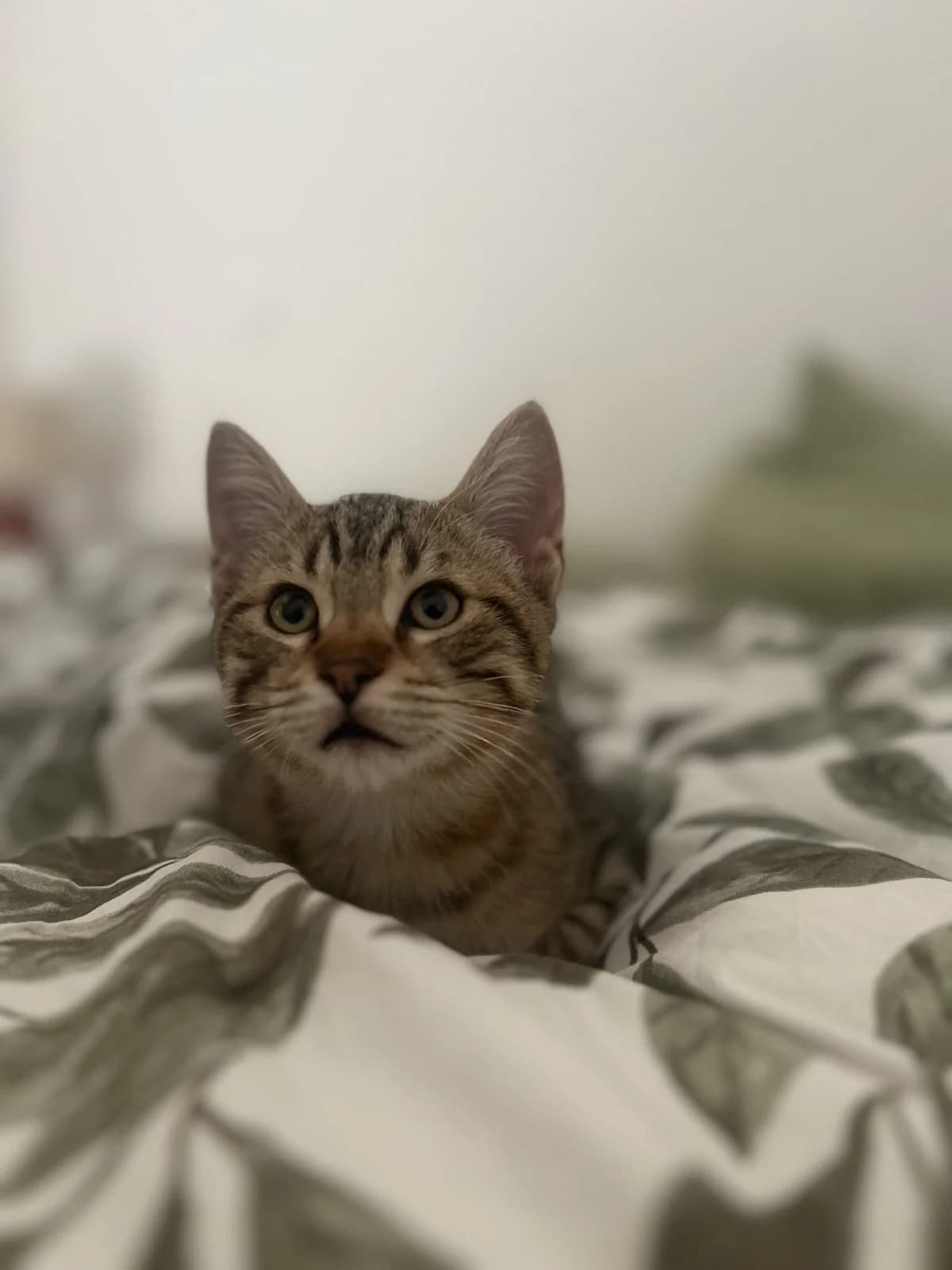Kayce, Tigré male puppy European Shorthair for adoption at Association Thalya Protection