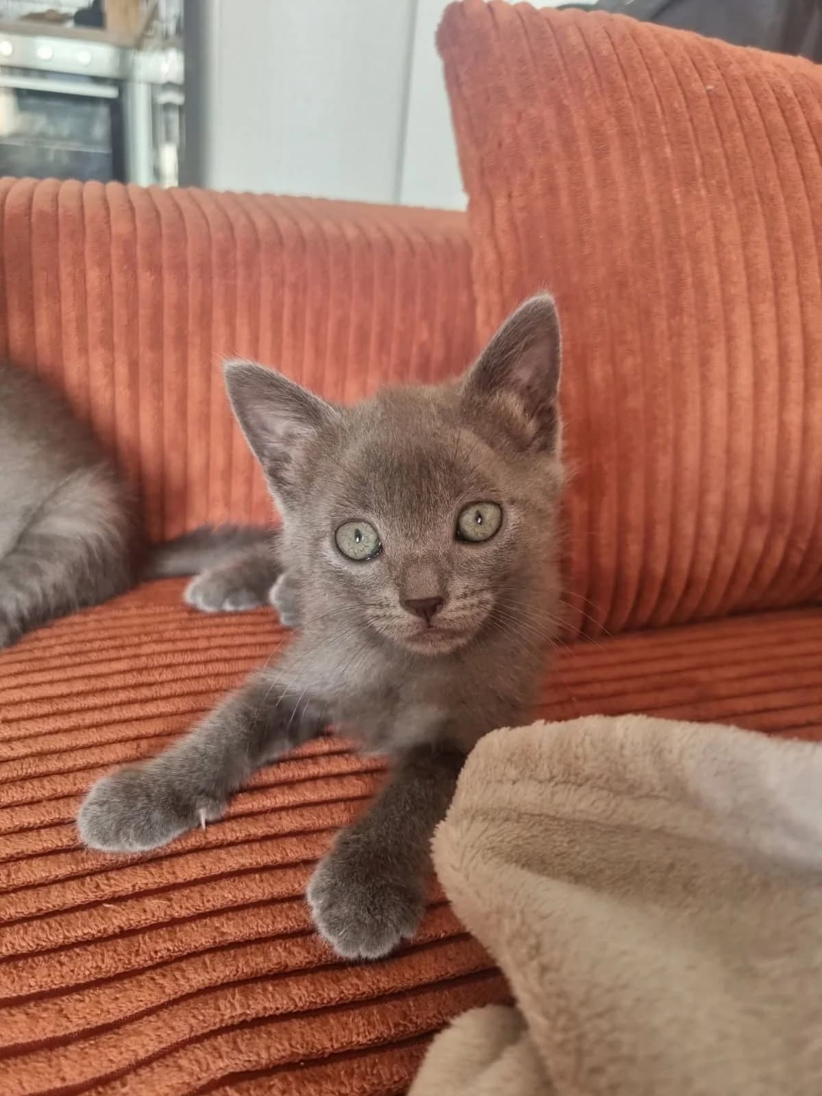 Kora, grise female puppy European Shorthair for adoption at Association Thalya Protection