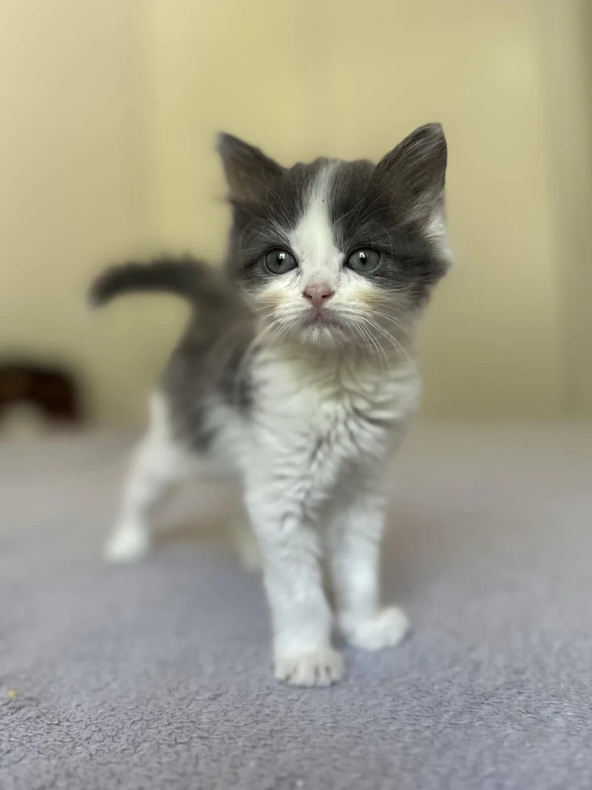 Louise, grise et blanche (poil mi-long) female puppy European Shorthair for adoption at Association Thalya Protection