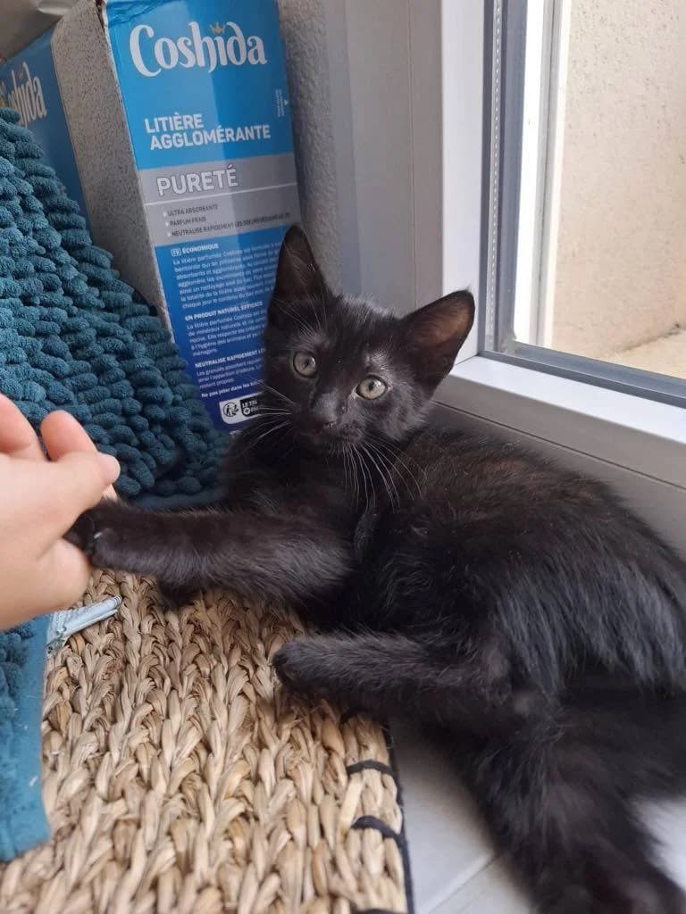 Maïna, noir female puppy European Shorthair for adoption at Association Thalya Protection