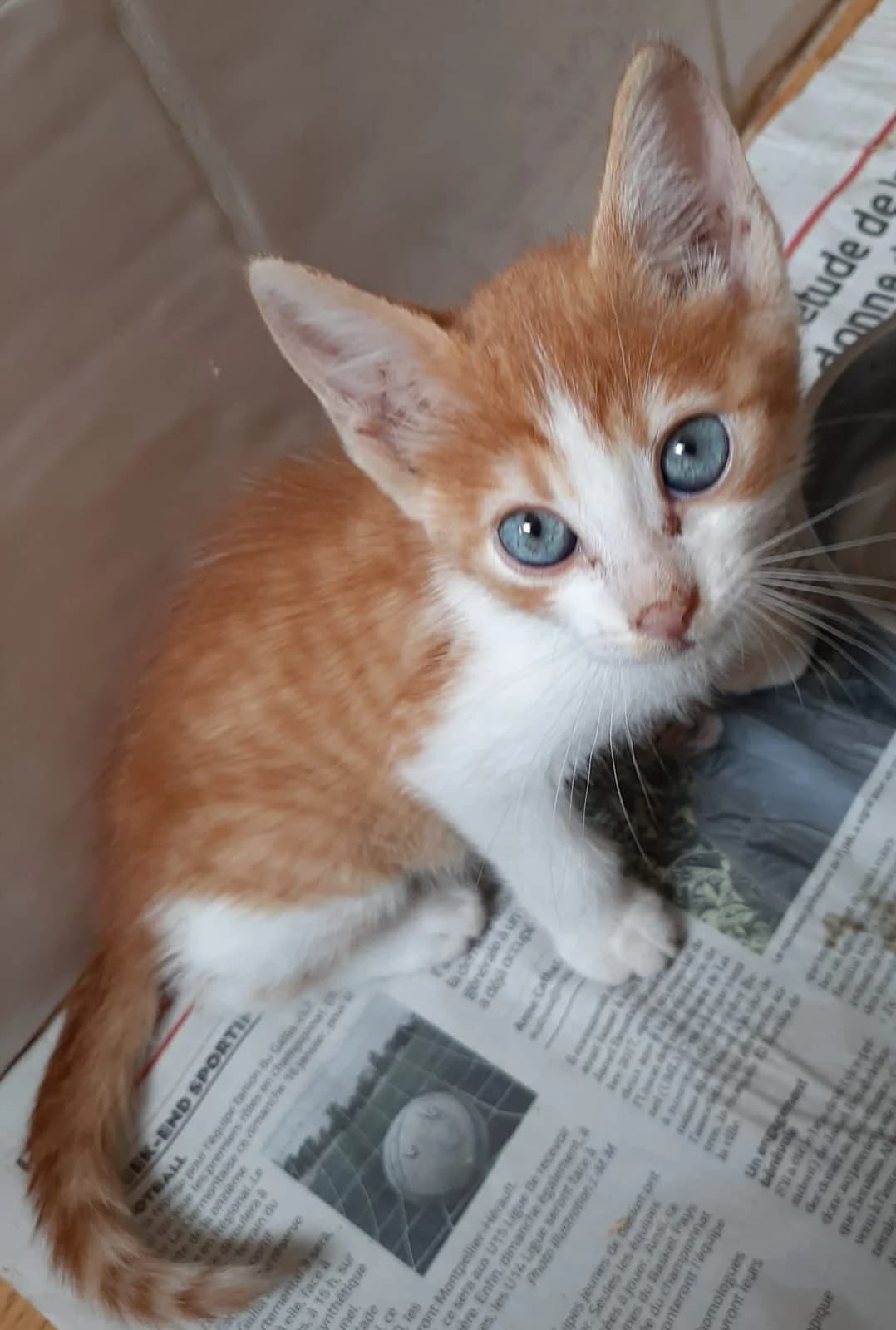 Mario, roux et blanc male puppy European Shorthair for adoption at Association Thalya Protection