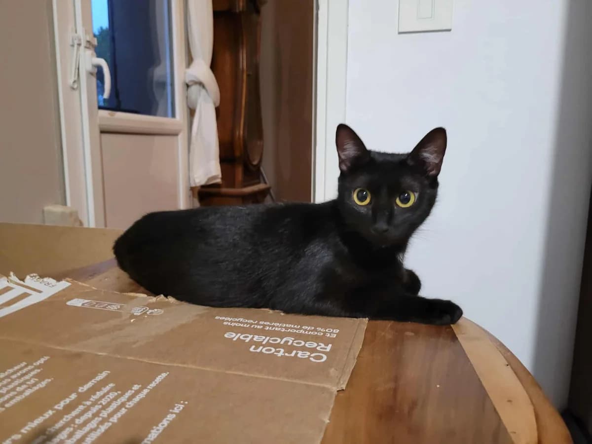 Murphie, noire female puppy European Shorthair for adoption at Association Thalya Protection