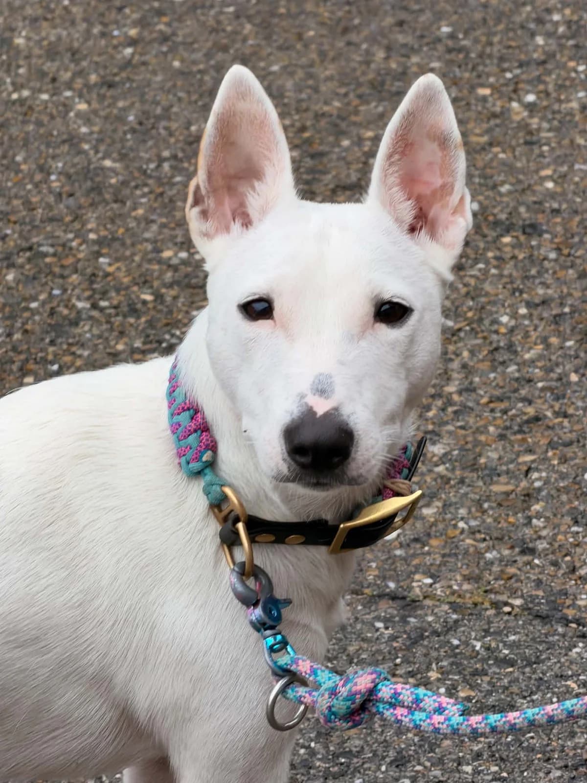 Noor, Blanc female young Bull Terrier for adoption at Association Thalya Protection