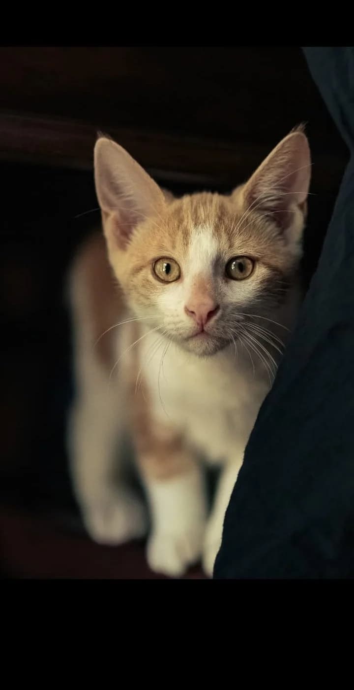Phénix, blanc et beige male puppy European Shorthair for adoption at Association Thalya Protection