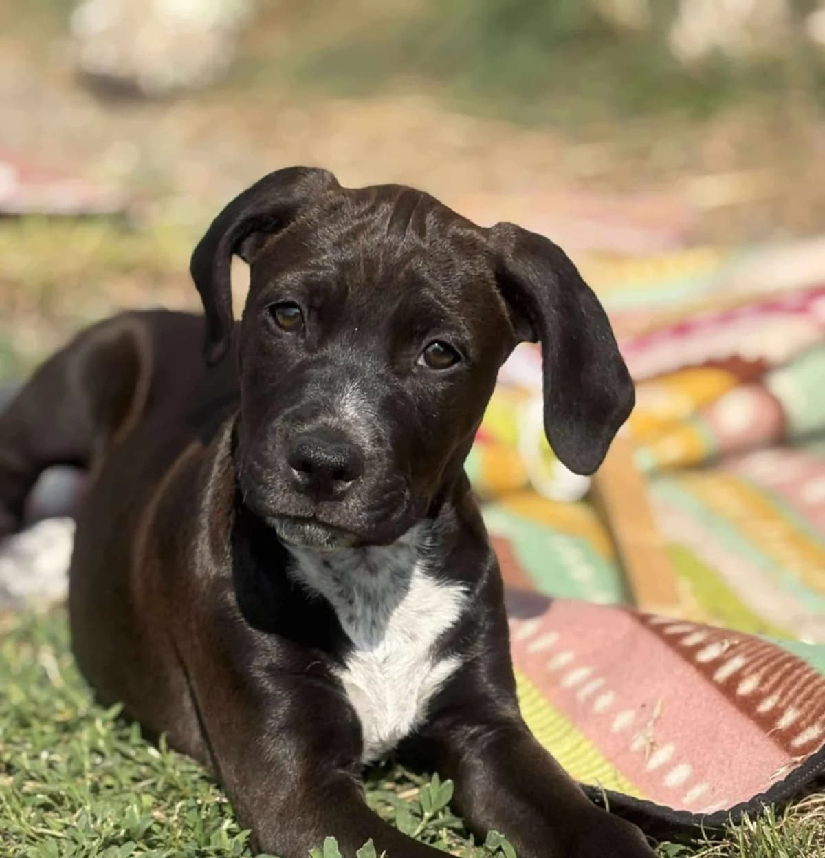 Poé, Noire et blanche female puppy Labrador Retriever for adoption at Association Thalya Protection